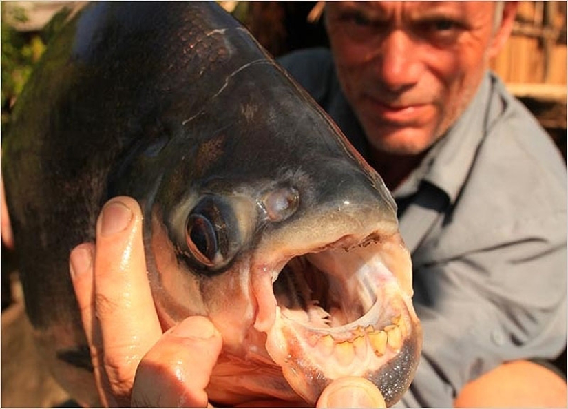 20 most amazing river monsters 20 most amazing river monsters