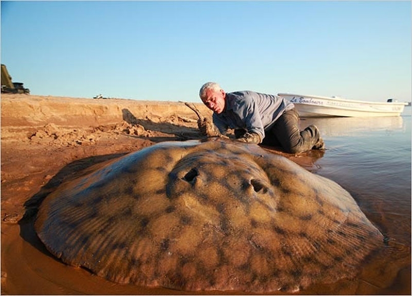 20 most amazing river monsters 20 most amazing river monsters