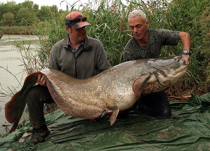 20 most amazing river monsters 20 most amazing river monsters