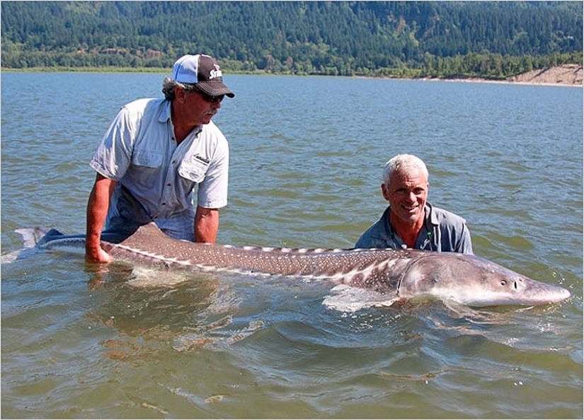 20 most amazing river monsters 20 most amazing river monsters
