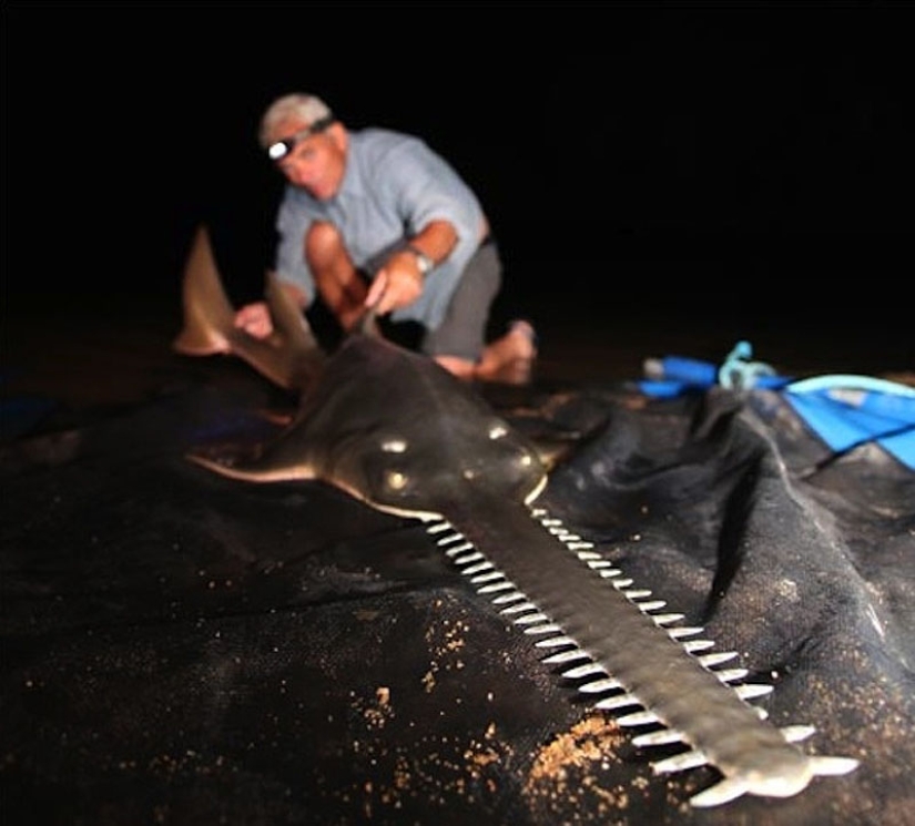 20 most amazing river monsters 20 most amazing river monsters