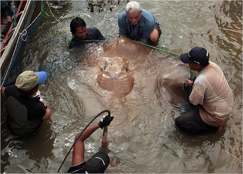 20 most amazing river monsters 20 most amazing river monsters