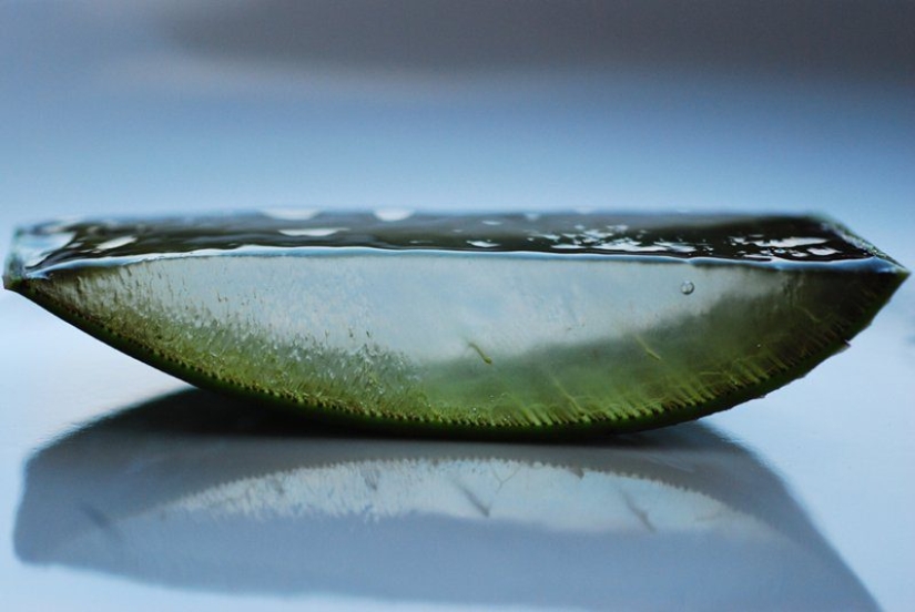 20 outwardly inconspicuous things that turned out to be surprisingly beautiful on the inside 20 outwardly inconspicuous things that turned out to be surprisingly beautiful on the inside