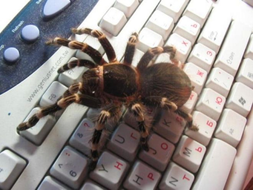 20 photo with a huge spider, from which arachnophobe be horrified 20 photo with a huge spider, from which arachnophobe be horrified
