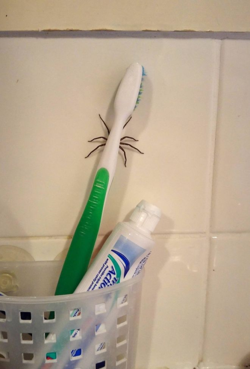 20 photo with a huge spider, from which arachnophobe be horrified 20 photo with a huge spider, from which arachnophobe be horrified