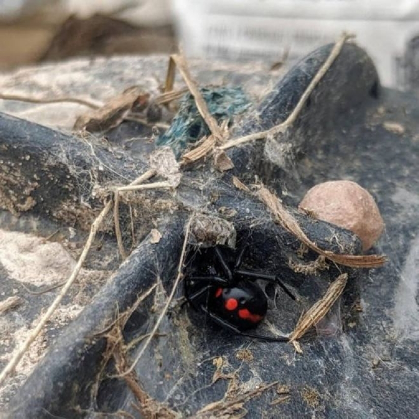 20 photo with a huge spider, from which arachnophobe be horrified 20 photo with a huge spider, from which arachnophobe be horrified