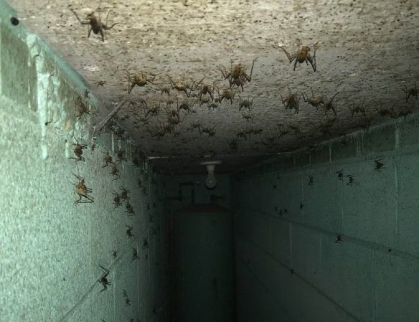 20 photo with a huge spider, from which arachnophobe be horrified 20 photo with a huge spider, from which arachnophobe be horrified