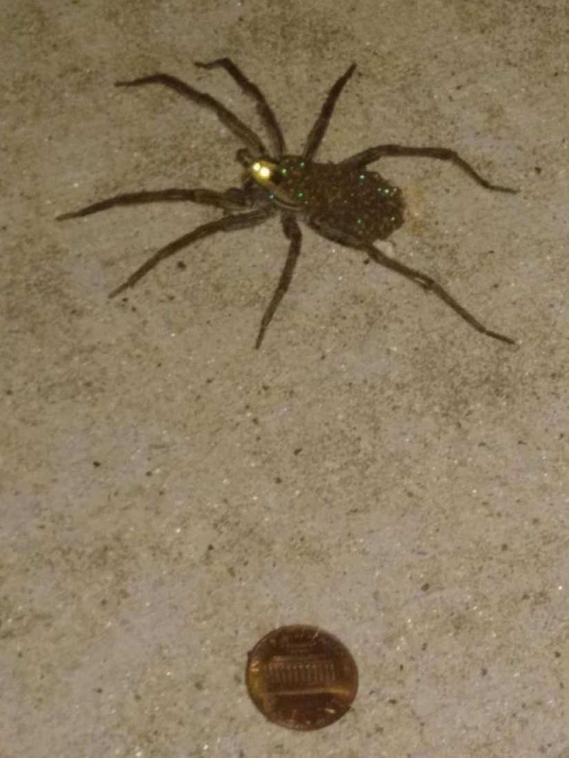 20 photo with a huge spider, from which arachnophobe be horrified 20 photo with a huge spider, from which arachnophobe be horrified
