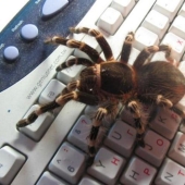 20 photo with a huge spider, from which arachnophobe be horrified 20 photo with a huge spider, from which arachnophobe be horrified