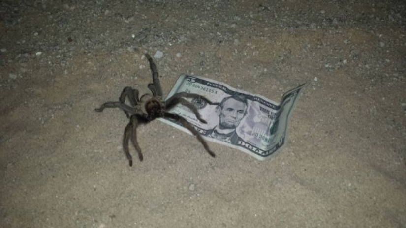 20 photo with a huge spider, from which arachnophobe be horrified 20 photo with a huge spider, from which arachnophobe be horrified