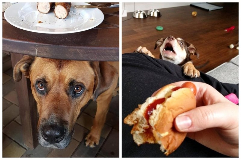 20 photos of Pets that have mastered the art of foraging 20 photos of Pets that have mastered the art of foraging