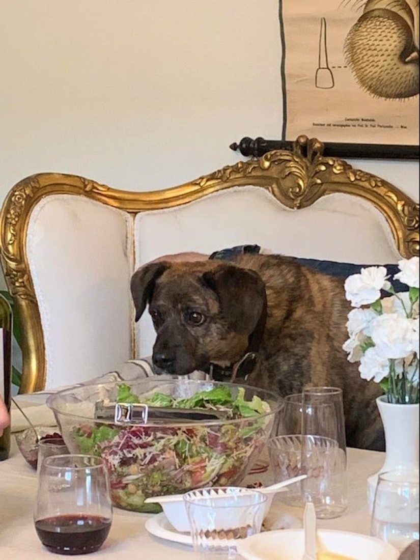 20 photos of Pets that have mastered the art of foraging 20 photos of Pets that have mastered the art of foraging