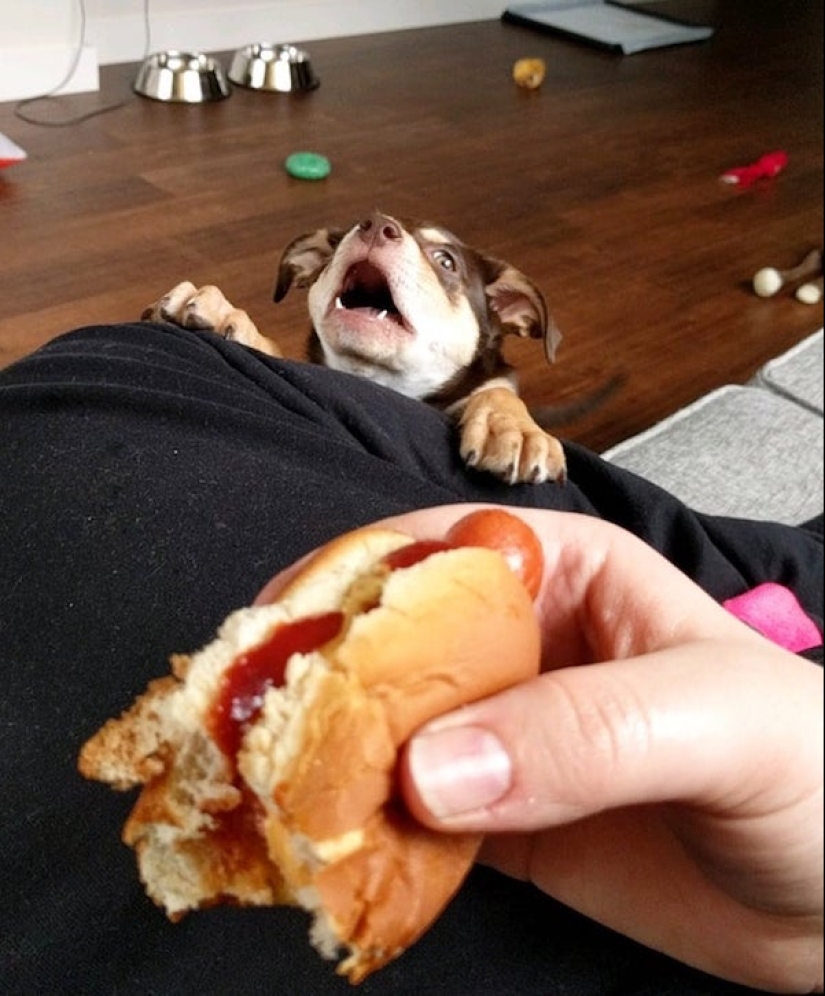 20 photos of Pets that have mastered the art of foraging 20 photos of Pets that have mastered the art of foraging