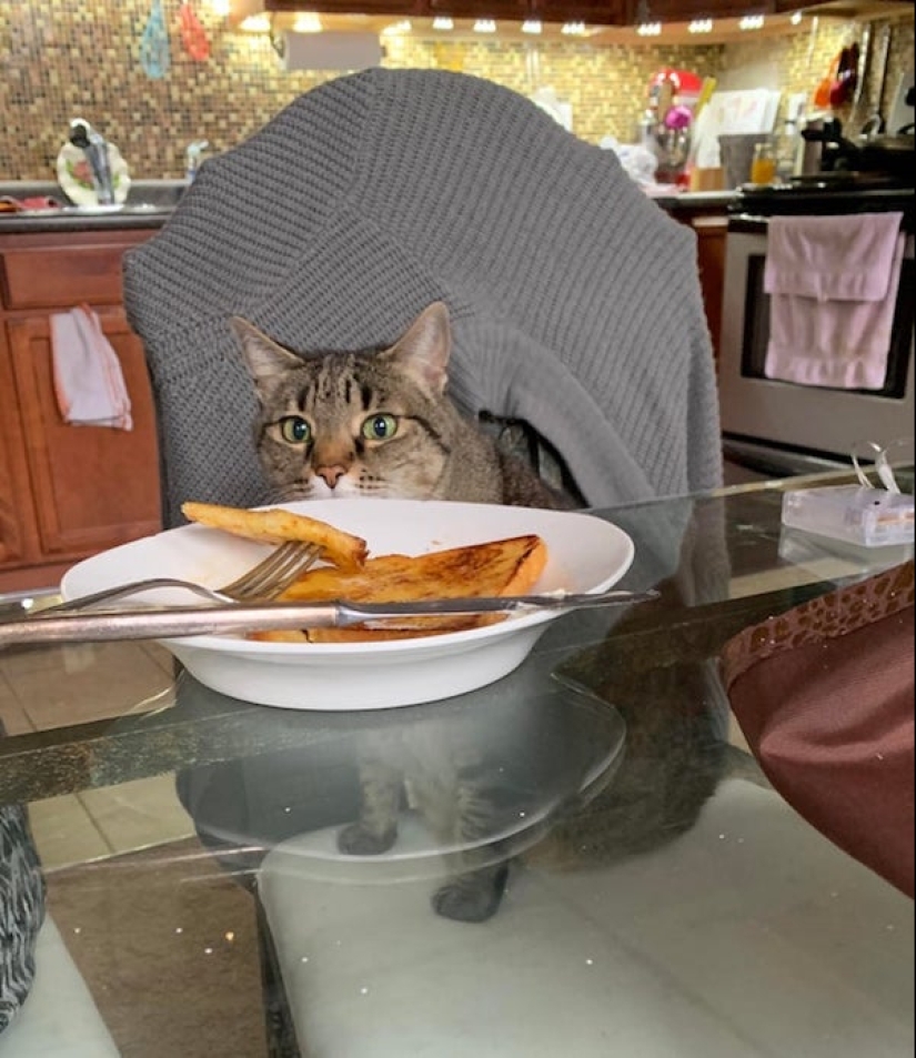 20 photos of Pets that have mastered the art of foraging 20 photos of Pets that have mastered the art of foraging