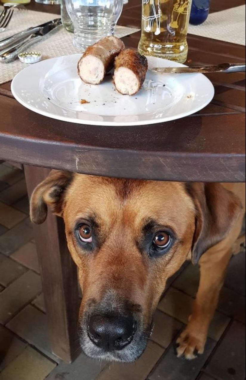 20 photos of Pets that have mastered the art of foraging 20 photos of Pets that have mastered the art of foraging