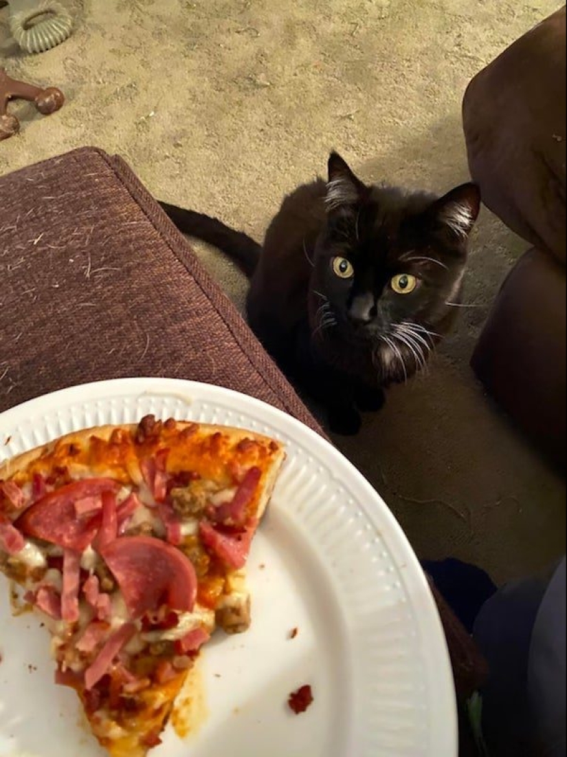 20 photos of Pets that have mastered the art of foraging 20 photos of Pets that have mastered the art of foraging
