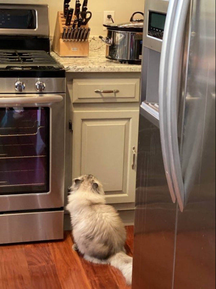 20 photos of Pets that have mastered the art of foraging 20 photos of Pets that have mastered the art of foraging