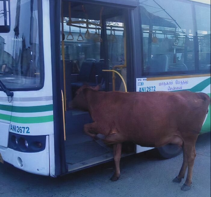 20 Random, Funny, And Unhinged Images That Show Off The Bizarre Side Of India