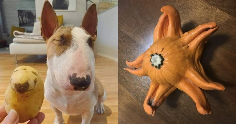 22 casos en los que la naturaleza sorprendió de la manera más inesperada