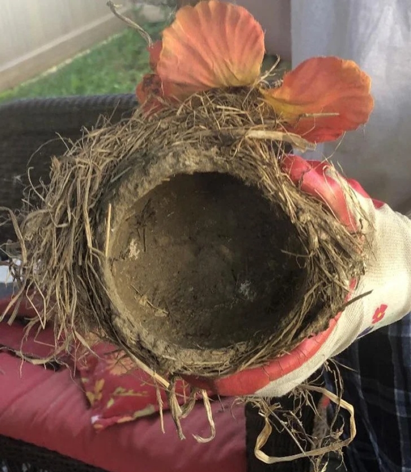 22 casos en los que la naturaleza sorprendió de la manera más inesperada