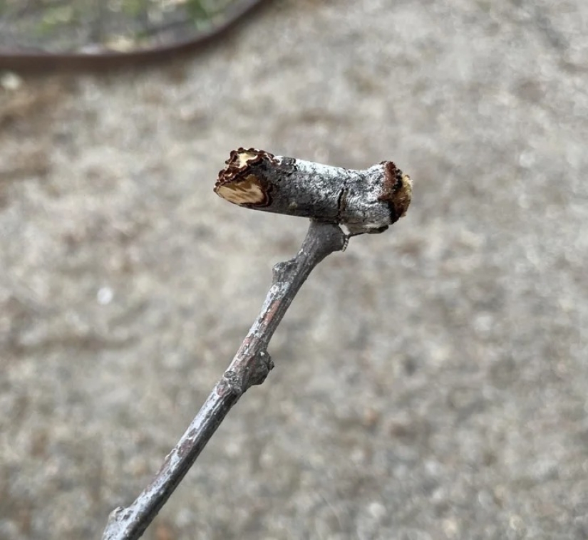 22 casos en los que la naturaleza sorprendió de la manera más inesperada