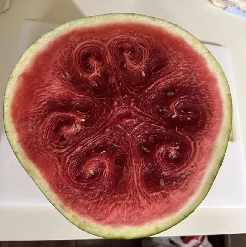 22 casos en los que la naturaleza sorprendió de la manera más inesperada