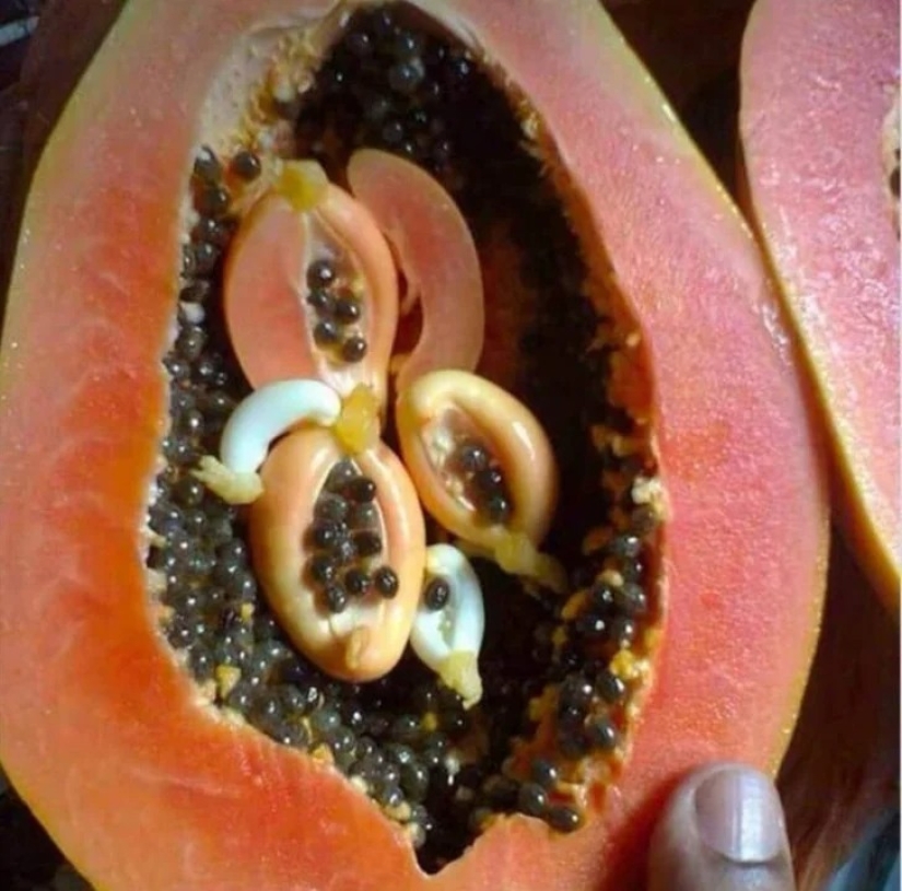 22 casos en los que la naturaleza sorprendió de la manera más inesperada