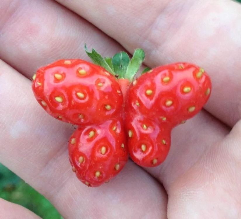 22 casos en los que la naturaleza sorprendió de la manera más inesperada