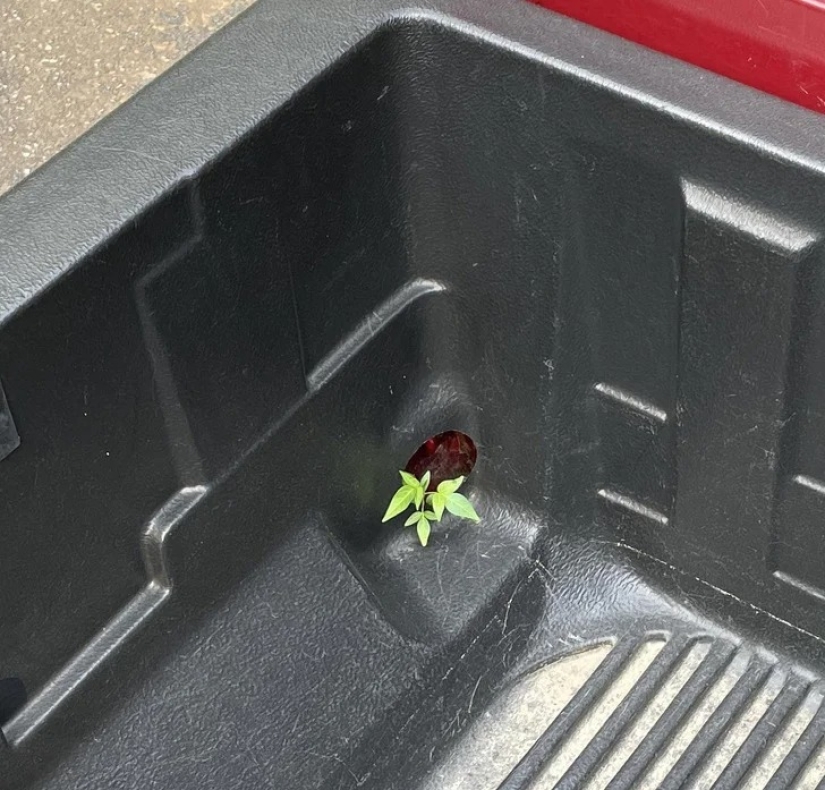 22 casos en los que la naturaleza sorprendió de la manera más inesperada