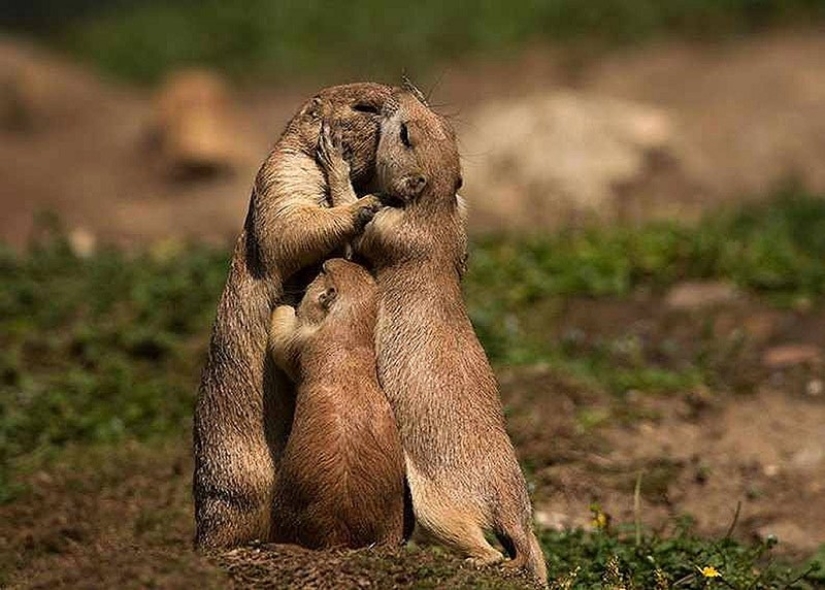22 charming family portraits of animals that will show you what photogenicity is 22 charming family portraits of animals that will show you what photogenicity is