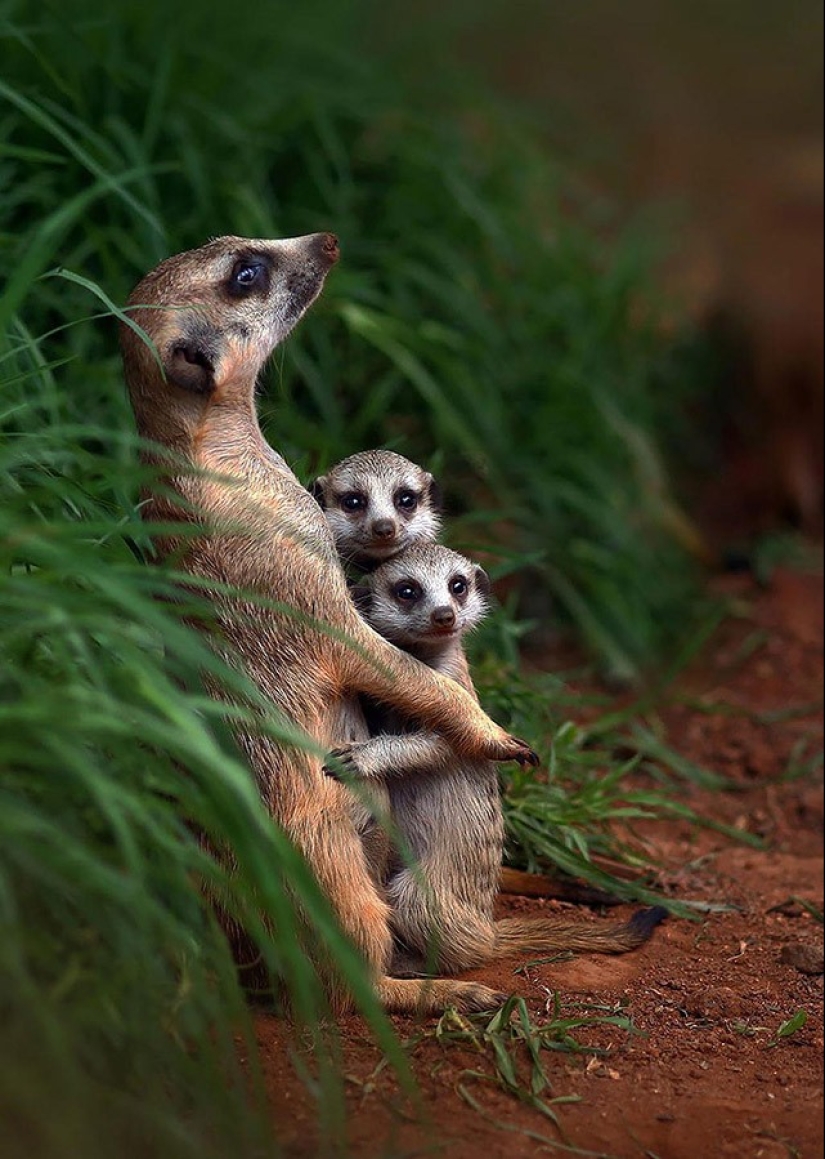 22 charming family portraits of animals that will show you what photogenicity is 22 charming family portraits of animals that will show you what photogenicity is