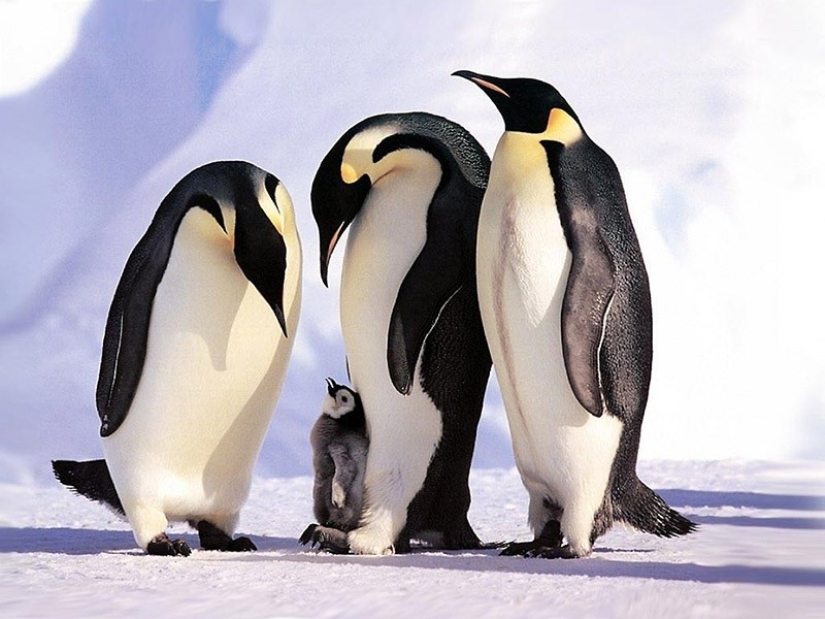 22 charming family portraits of animals that will show you what photogenicity is 22 charming family portraits of animals that will show you what photogenicity is