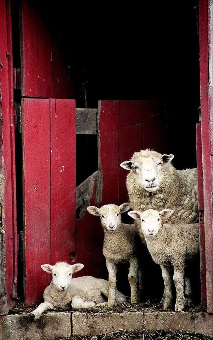 22 charming family portraits of animals that will show you what photogenicity is 22 charming family portraits of animals that will show you what photogenicity is