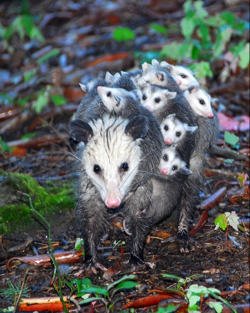 22 charming family portraits of animals that will show you what photogenicity is 22 charming family portraits of animals that will show you what photogenicity is
