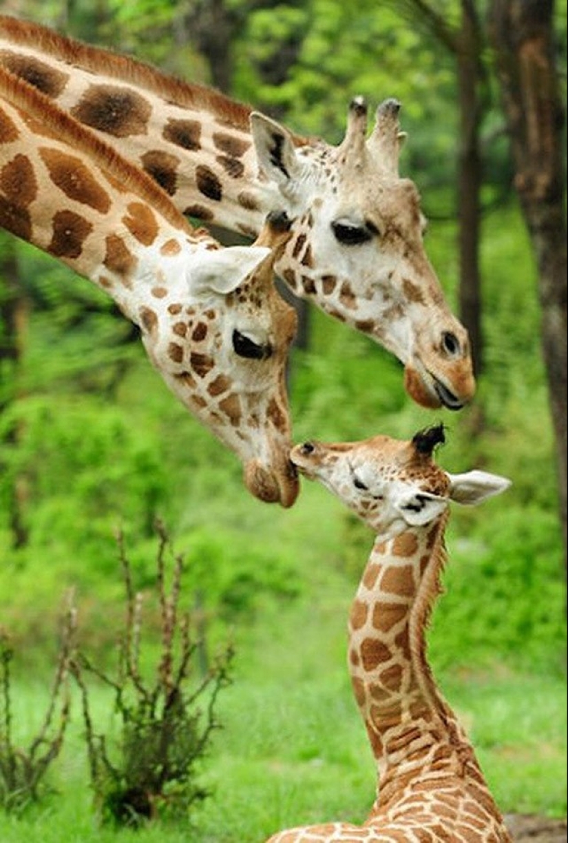 22 charming family portraits of animals that will show you what photogenicity is 22 charming family portraits of animals that will show you what photogenicity is