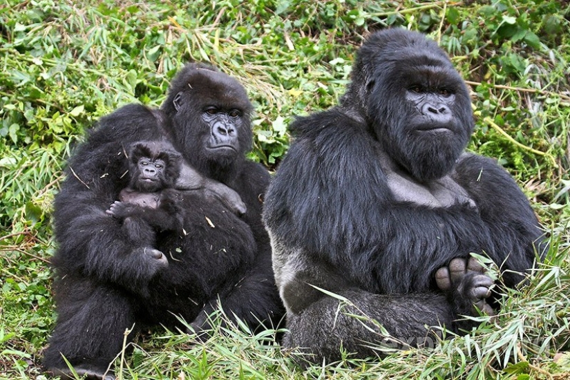 22 charming family portraits of animals that will show you what photogenicity is 22 charming family portraits of animals that will show you what photogenicity is