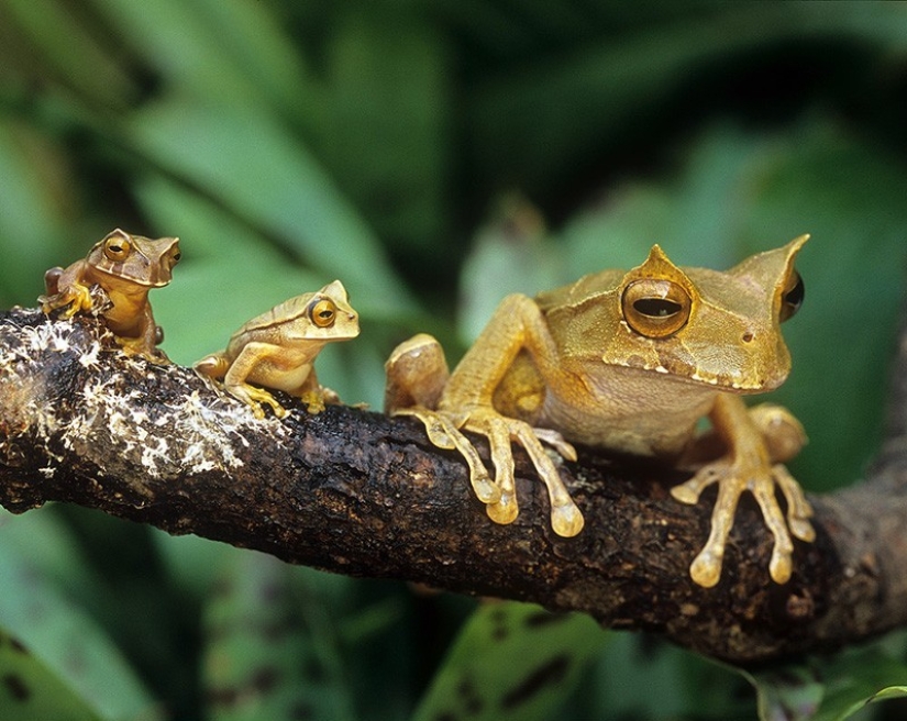 22 charming family portraits of animals that will show you what photogenicity is 22 charming family portraits of animals that will show you what photogenicity is