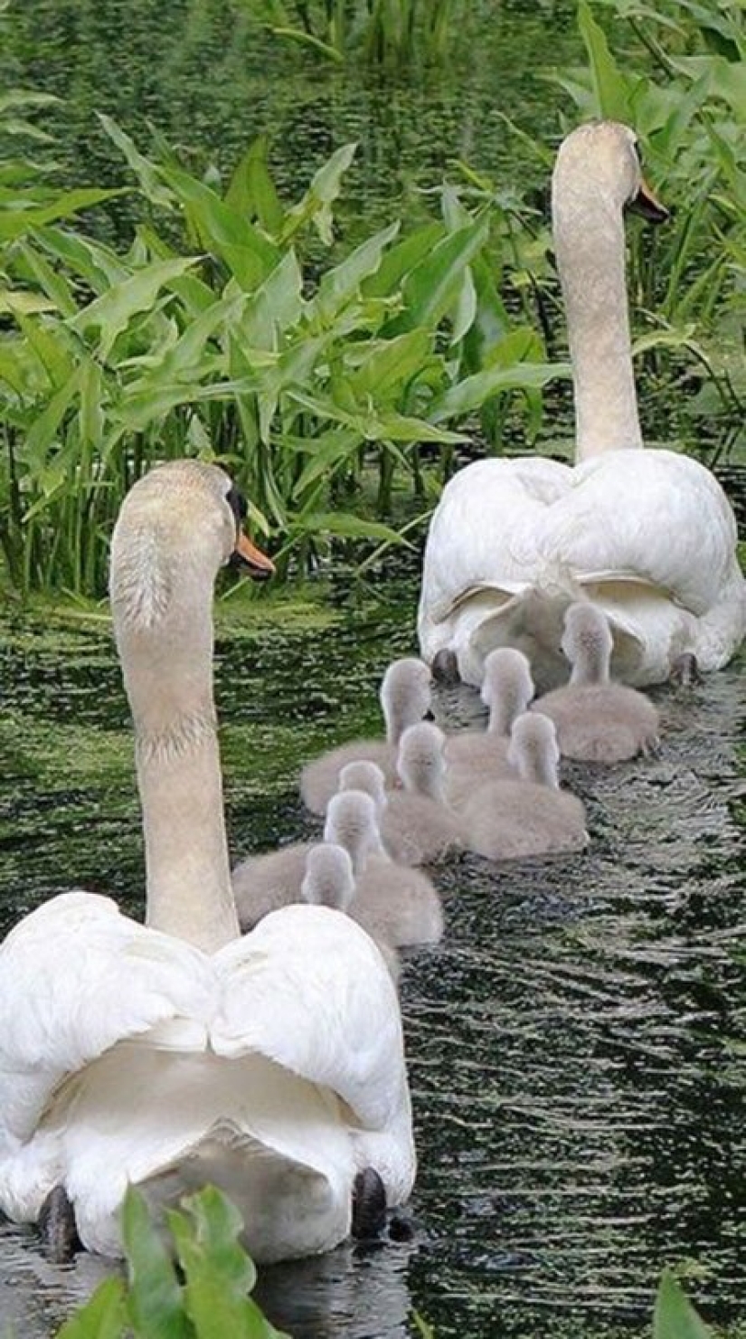 22 charming family portraits of animals that will show you what photogenicity is 22 charming family portraits of animals that will show you what photogenicity is