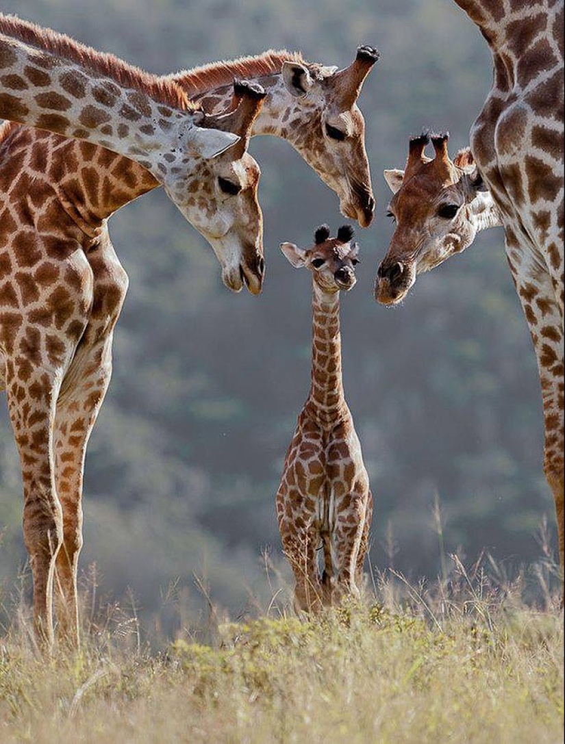 22 charming family portraits of animals that will show you what photogenicity is 22 charming family portraits of animals that will show you what photogenicity is