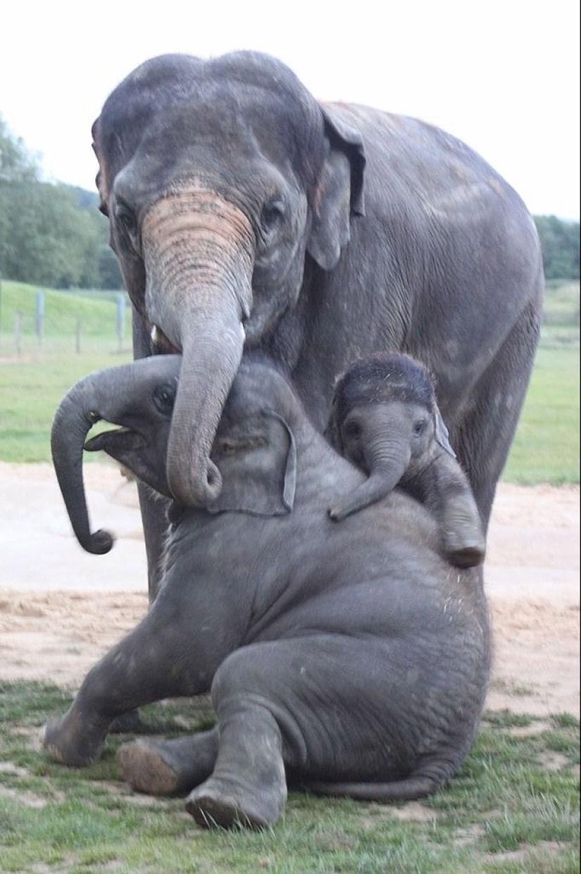 22 charming family portraits of animals that will show you what photogenicity is 22 charming family portraits of animals that will show you what photogenicity is