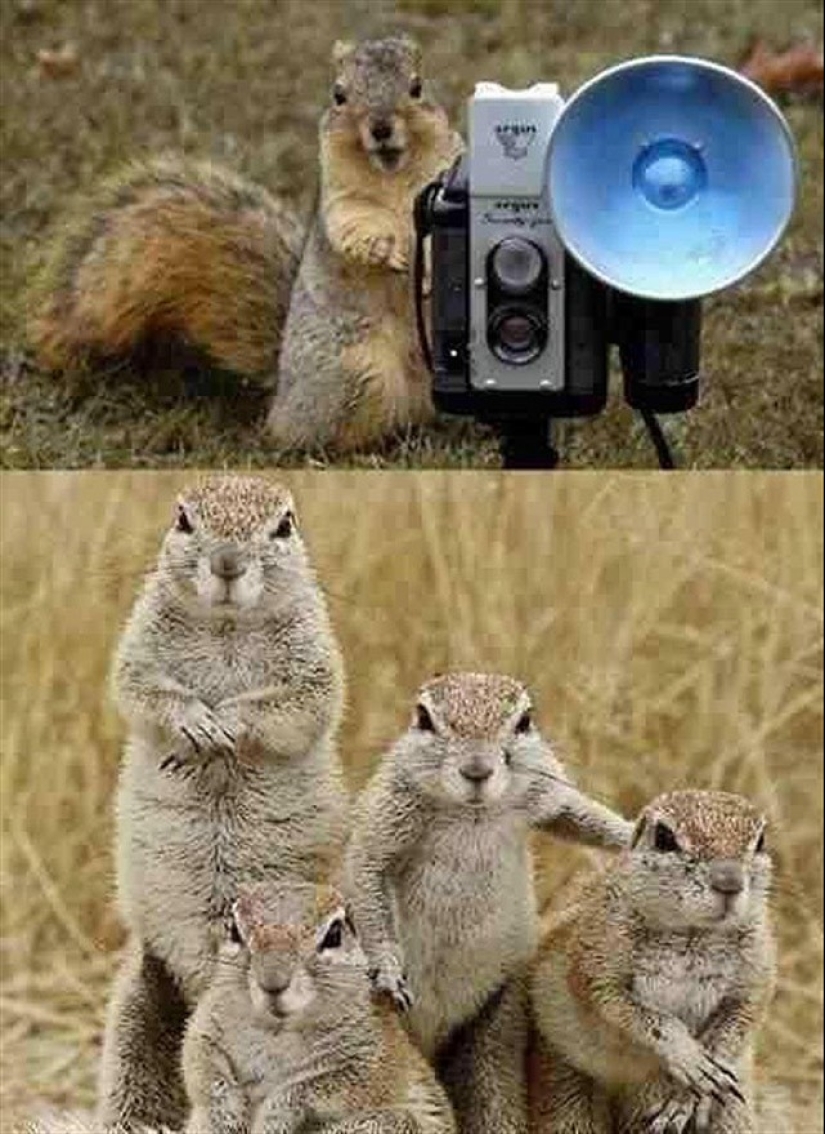 22 charming family portraits of animals that will show you what photogenicity is 22 charming family portraits of animals that will show you what photogenicity is