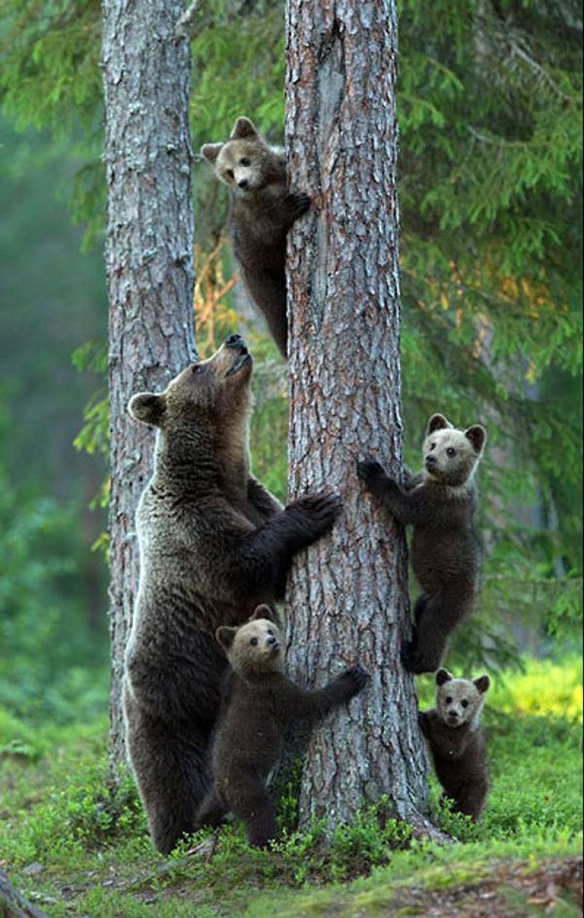 22 charming family portraits of animals that will show you what photogenicity is 22 charming family portraits of animals that will show you what photogenicity is