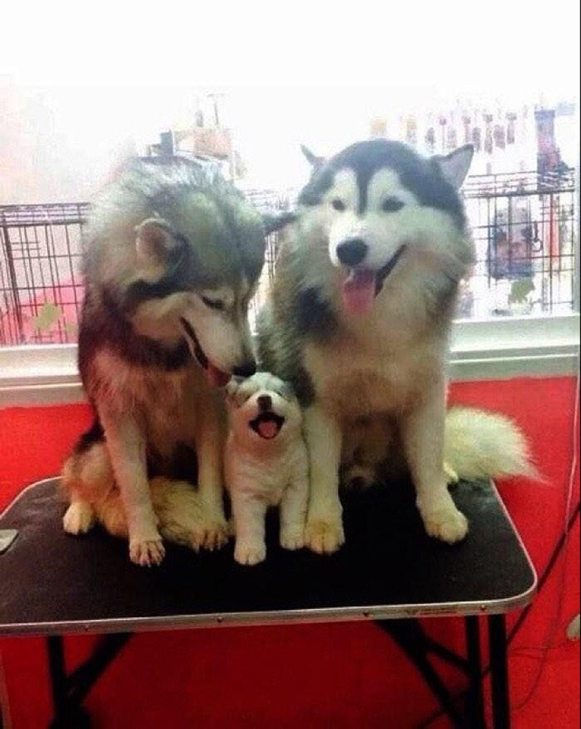 22 charming family portraits of animals that will show you what photogenicity is 22 charming family portraits of animals that will show you what photogenicity is