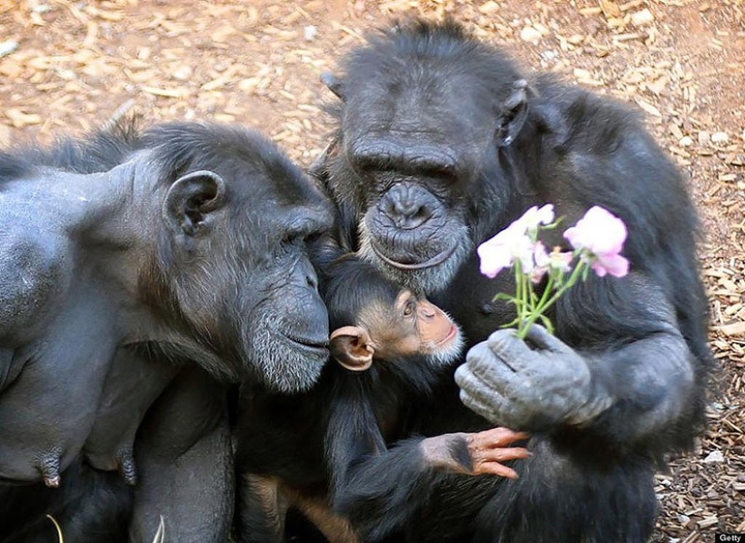22 charming family portraits of animals that will show you what photogenicity is 22 charming family portraits of animals that will show you what photogenicity is