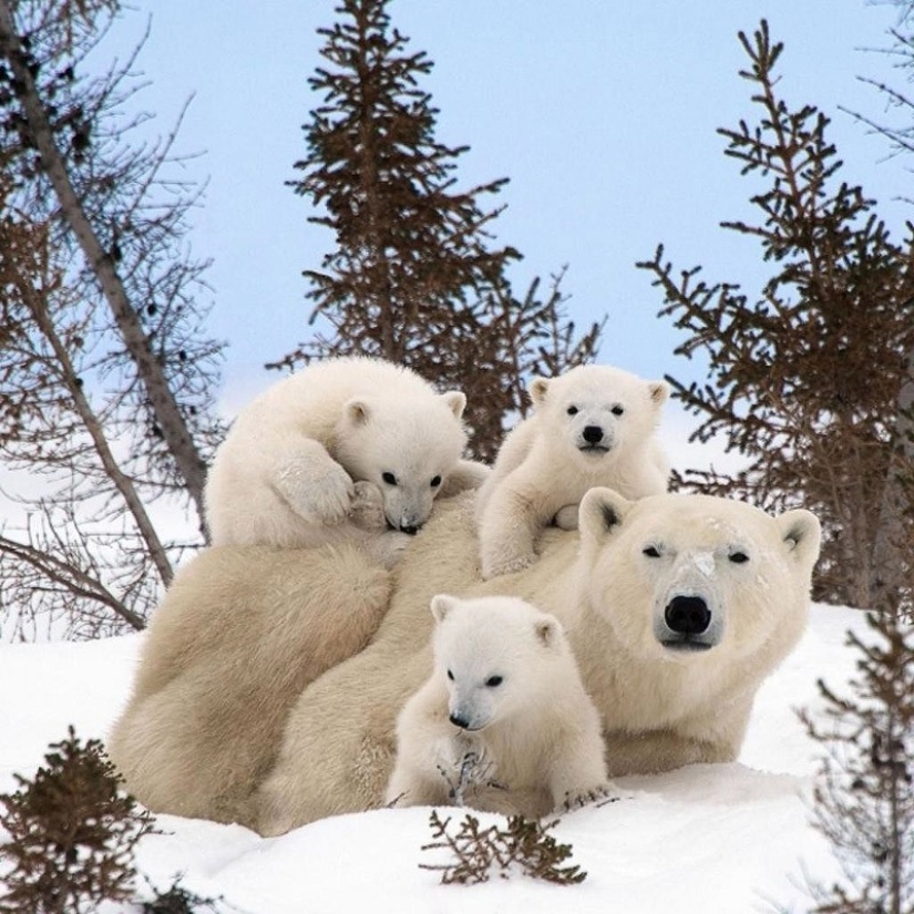 22 charming family portraits of animals that will show you what photogenicity is 22 charming family portraits of animals that will show you what photogenicity is