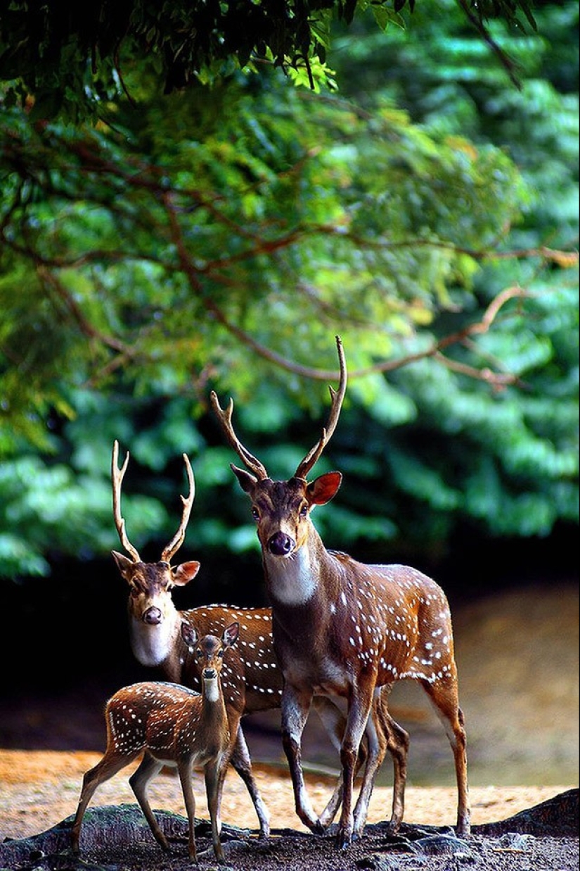 22 charming family portraits of animals that will show you what photogenicity is 22 charming family portraits of animals that will show you what photogenicity is