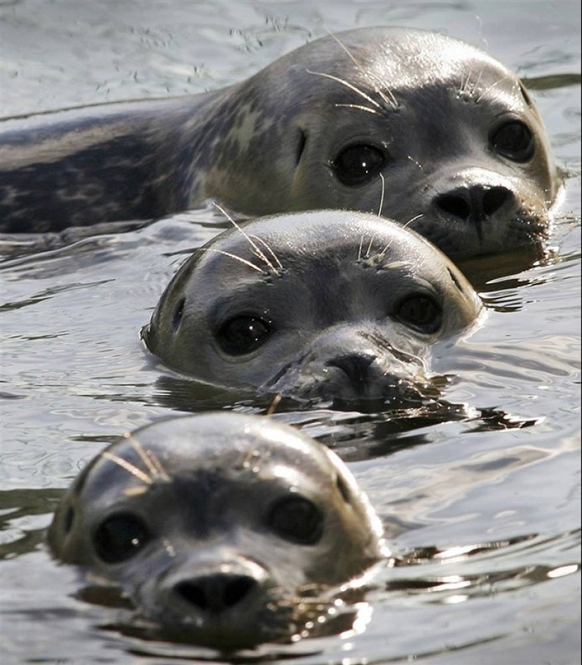 22 charming family portraits of animals that will show you what photogenicity is 22 charming family portraits of animals that will show you what photogenicity is