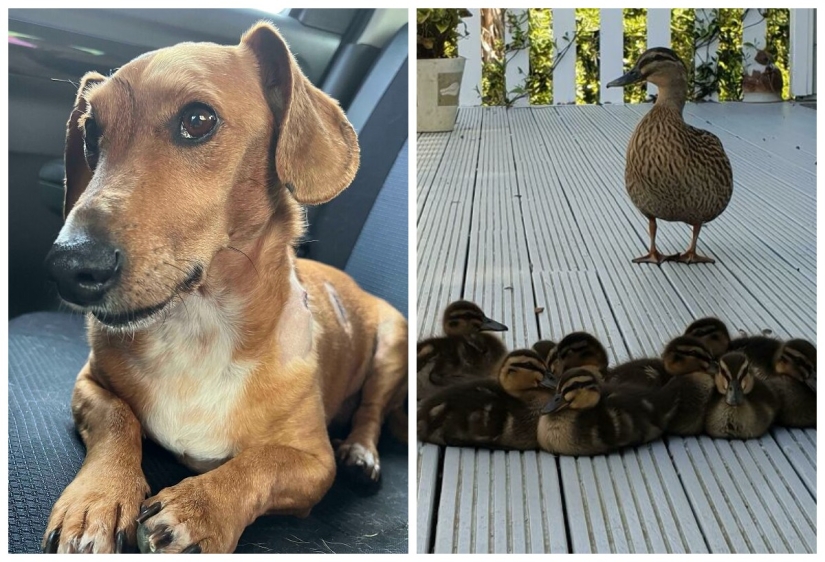 22 charming photos with animals that will cheer you up