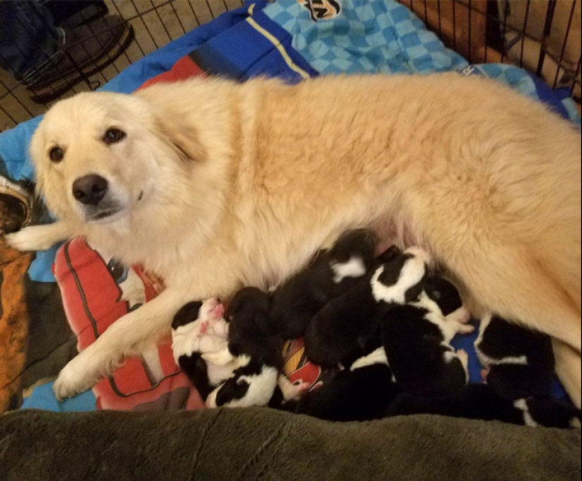22 charming photos with animals that will cheer you up