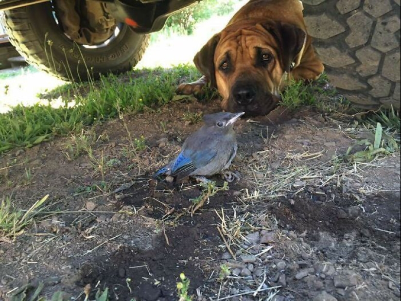 22 charming photos with animals that will cheer you up